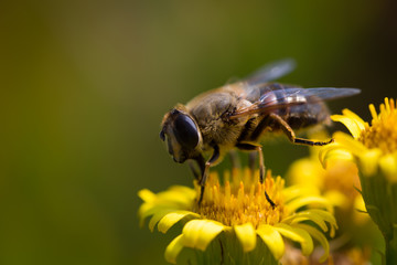 Honey Bee on Yellow Flower, Close Up Macro