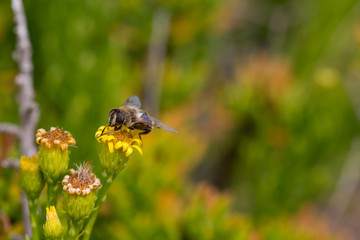 Honey Bee on Yellow Flower, Close Up Macro