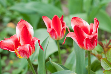 Red tulips growing in the garden