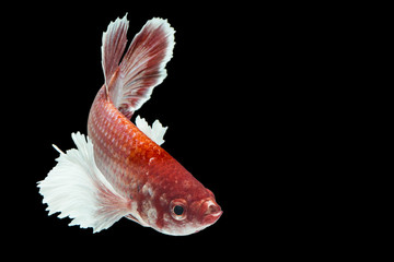 Obraz premium Betta fish, Capture the moving moment of siamese fighting fish