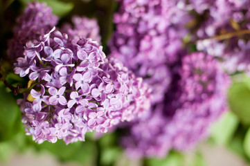 Branch of purple lilac