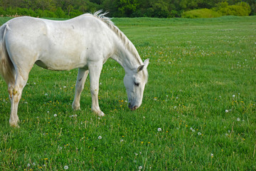 Naklejka na ściany i meble white horse grazes on a green field