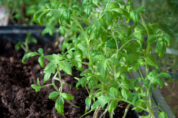 Green tomato seedling in soil