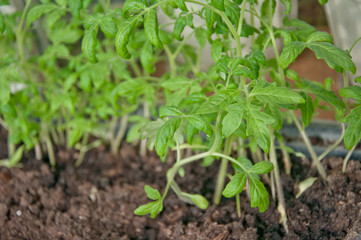 Gentle green tomato seedlings growing in soil