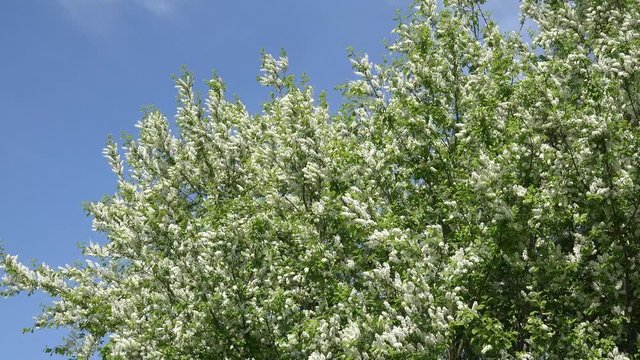 flowering bird cherry tree in the nature
