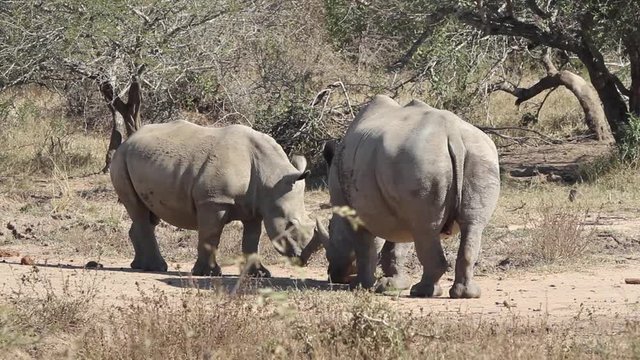 Two white rhino play butting with horns in dry and arid bush.