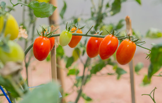 cherry tomatoes in summer time