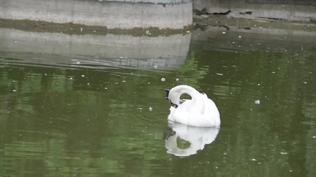Cigno bianco in parco cittadino