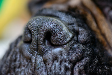 dog big nose