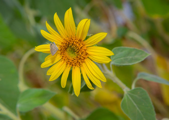 sunflower and white butterfly