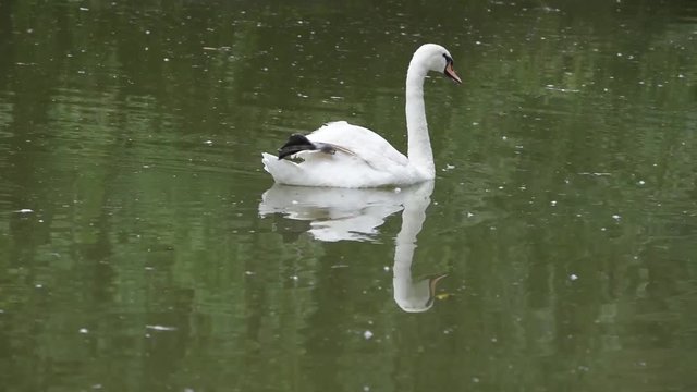 Cigno bianco in parco cittadino