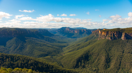 Naklejka premium green forest of Blue mountains national park