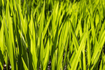 Sun shining through grass