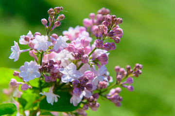 lilac flowers in spring