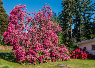 Giant Rhododendrons of Burien 7