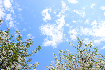Cherry blossom. Spring blossom background. Blossom tree. Summer print. Spring print. Cherry flowers. Cherry tree branch