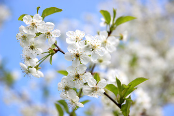Cherry blossom. Spring blossom background. Blossom tree. Summer print. Spring print. Cherry flowers. Cherry tree branch
