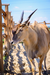 antelope eland animal