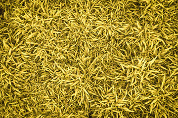 green grass texture background