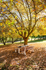 Chair in Park Autumn season