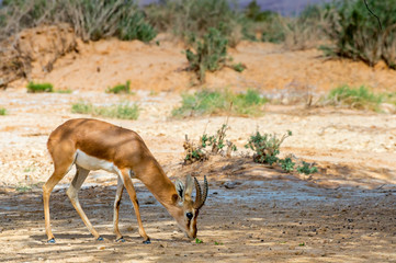 Dorcas gazelle (Gazella dorcas) known also as Ariel gazelle inhabits nature desert reserve near Eilat, Israel