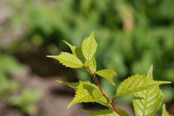Młode liście
