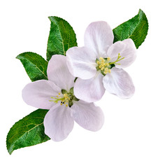 White apple flowers branch