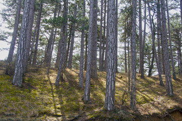 Background of trees in spring forest