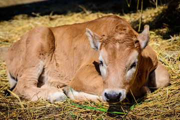 calf cow in farm