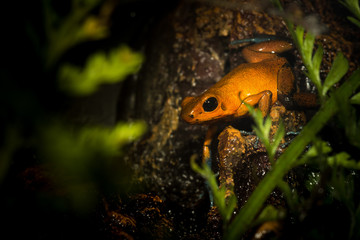 East asian bullfrog