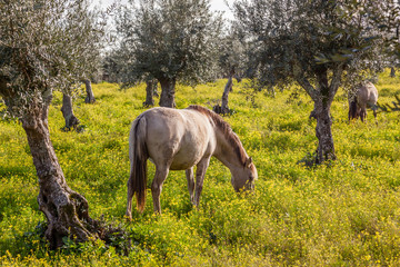 Pregnant mare from the Alter Real breed, a high-end Lusitano Horse, in Coudelaria de Alter. Alter...