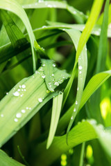 Obraz premium green leaves with drops after rain