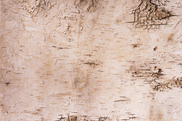 corteccia di albero