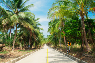 Asphalt road with palm trees in tropics