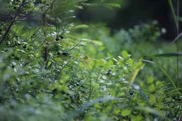 Little bush of ripe blueberry