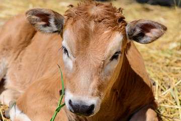 Naklejka na ściany i meble calf cow in farm