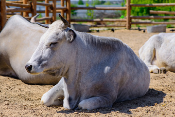 big white cow