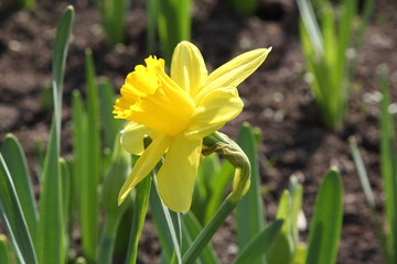 Fototapeta na wymiar Yellow flower
