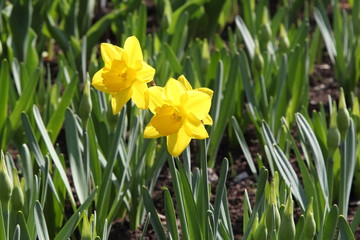 Obraz premium Yellow flower