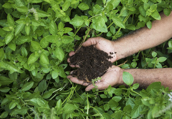 Closeup of farmer's hands holding ecologically soil over garden. Ecology concept
