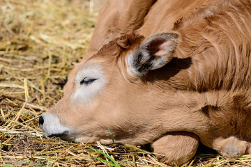 calf cow in farm