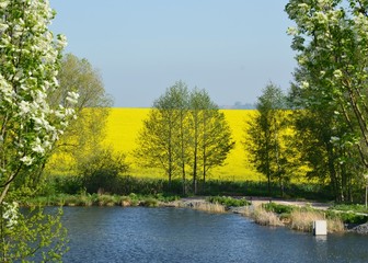 Lichte Bäume in Frühlingslandschaft mit Wasser, Rapsfeld und Windrad - Idylle 