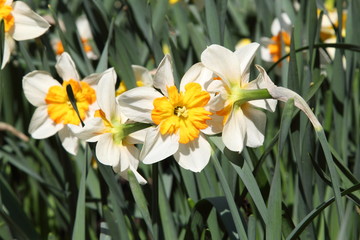 Obraz premium Yellow flower