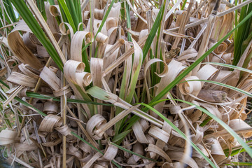 Close up of curled dry grass at base of plant