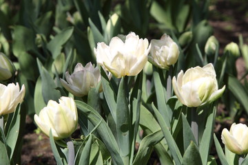 Tulips