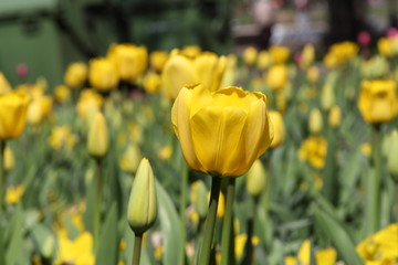 Tulips