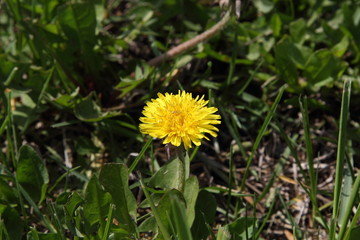 Yellow flower