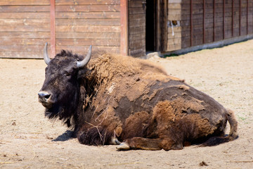 American bison animal