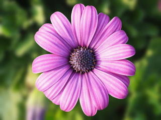 Obraz premium daisy flower head on blur background in the garden