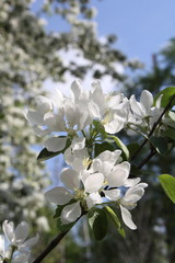 White flower